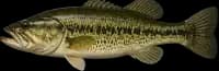 Black Bass