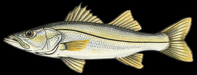 Robalo